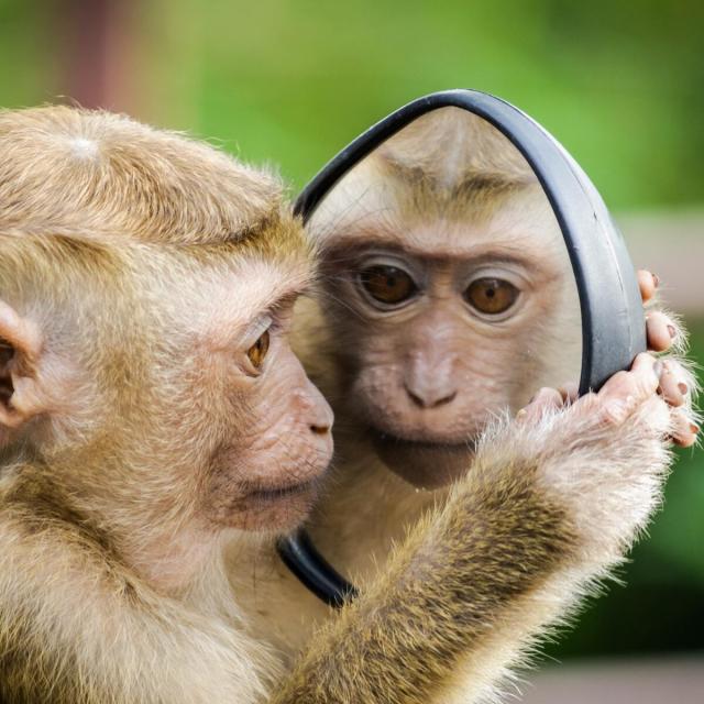 Primate Conservation (Coursera)