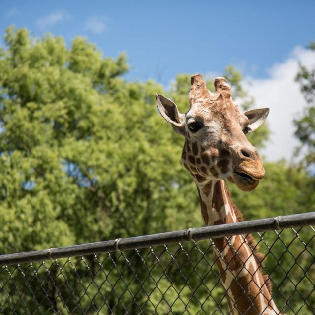 Animals and Institutions (Coursera)