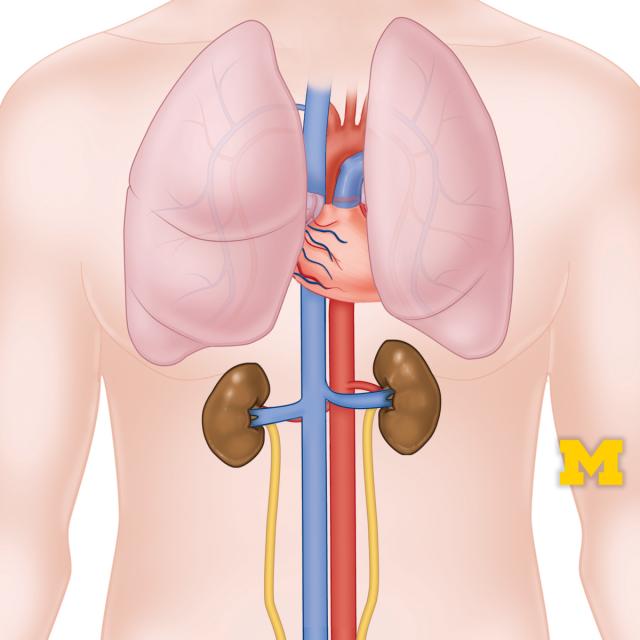 Anatomy: Cardiovascular, Respiratory and Urinary Systems (Coursera)