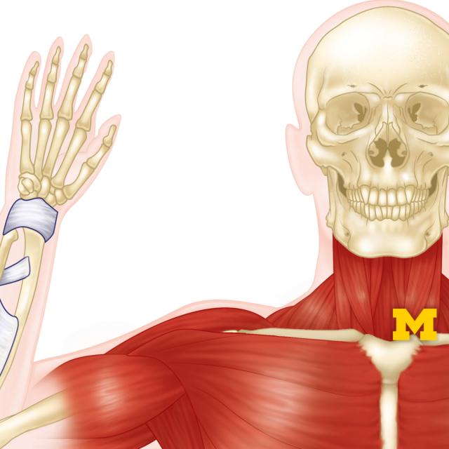 Anatomy: Musculoskeletal and Integumentary Systems (Coursera)