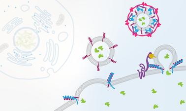 Cell Biology: Transport (edX)