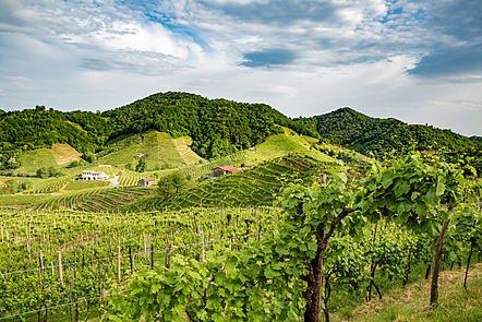 Story of a Wine: The Importance of Being Prosecco (FutureLearn)