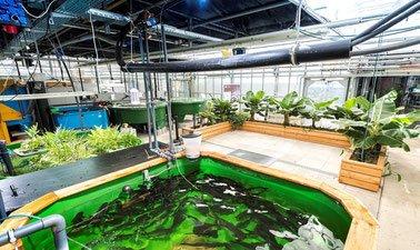 Aquaponics – the circular food production system (edX)