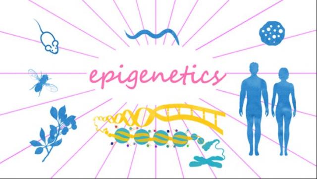 Epigenetics (FUN)