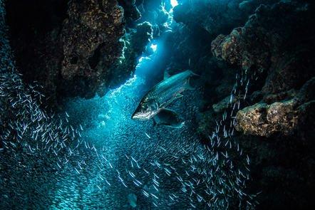 Exploring Our Oceans (FutureLearn)
