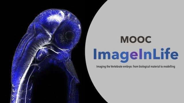 ImageInLife - Imaging the Vertebrate embryo: from biological material to modelling (FUN)