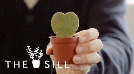 Happy Houseplants: Caring For Your Plants | Learn with The Sill (Skillshare)