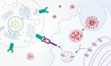 Cell Biology: Cell-Cell Interactions (edX)