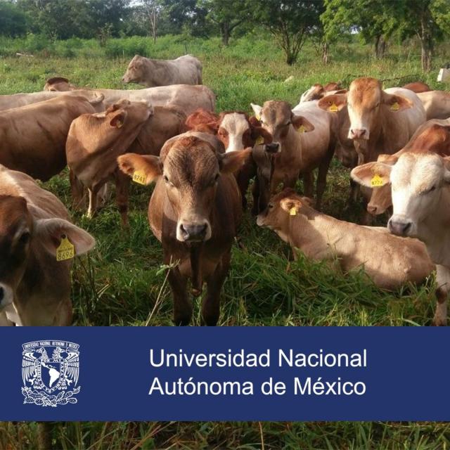 Sistemas agrosilvopastoriles: una alternativa climáticamente inteligente para la ganadería (Coursera)