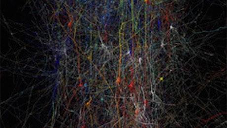 Synapses, Neurons and Brains (Coursera)