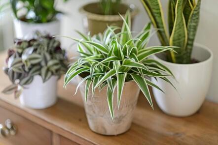 Healthy House Plants: A Complete Guide to Gardening Indoors (FutureLearn)