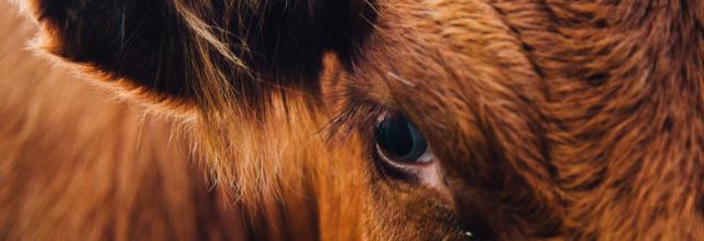 Animal Rights MOOC and Free Online Courses | MOOC List Animal Rights MOOC and Free Online Courses | MOOC List
