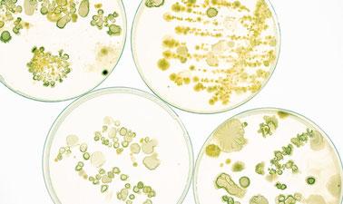 Microbiology (edX)