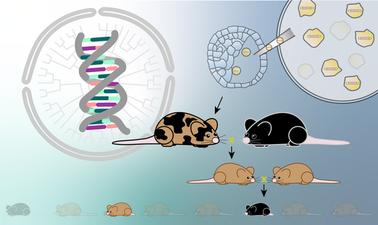 Genetics: Analysis and Applications (edX)