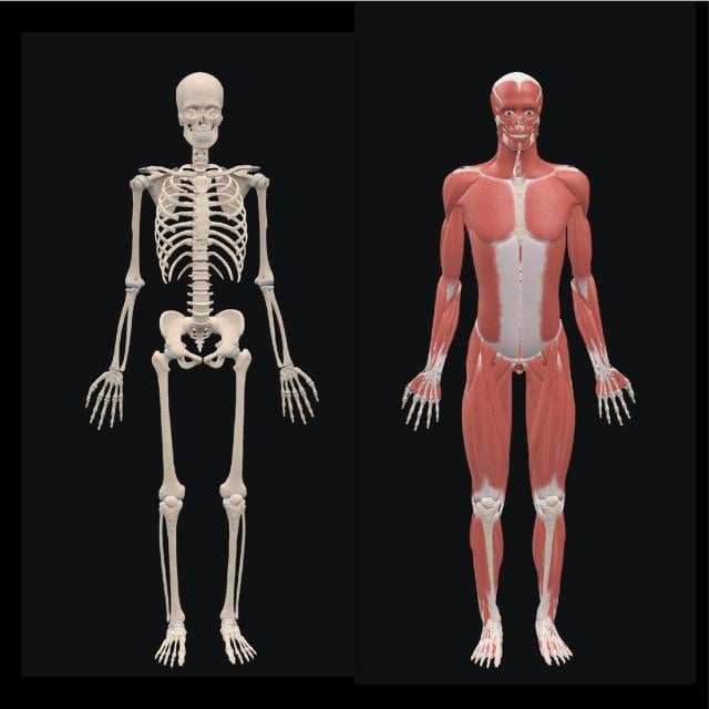 Fundamental Sports related Musculoskeletal Anatomy (Coursera)