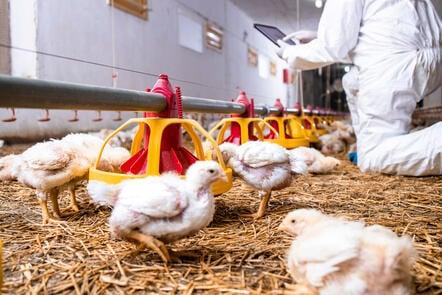 Biosecurity Compliance in European Poultry Farms (FutureLearn)