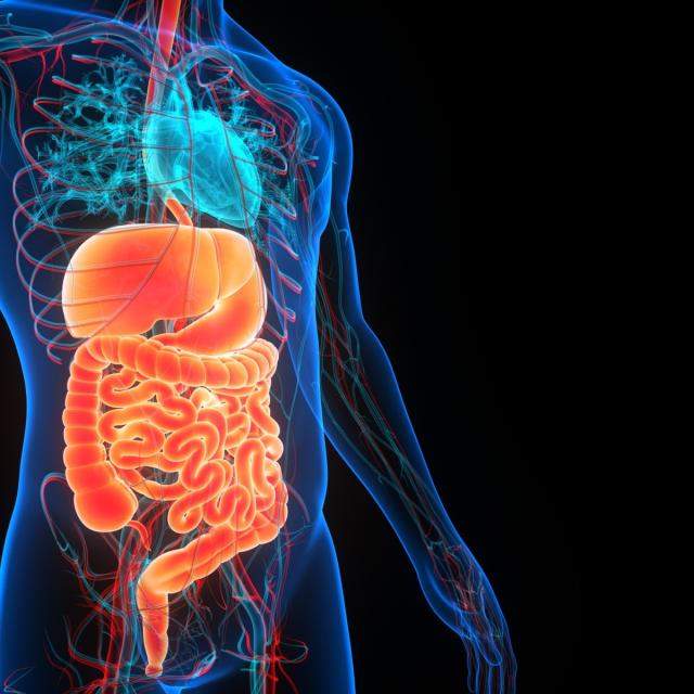 Digestion, Micturition, and Reproduction (Coursera)
