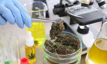 Cannabis Processing (edX)