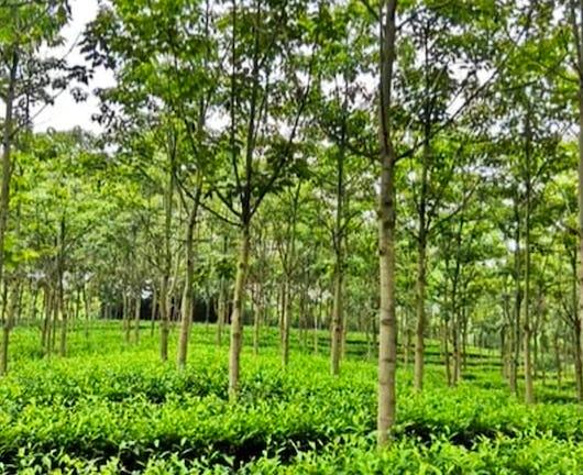 Agroforestry I: Principles and Practices (Coursera)