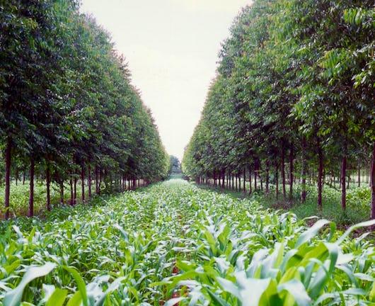 Agroforestry IV: Climate, Carbon Storage and Agroforestry (Coursera)