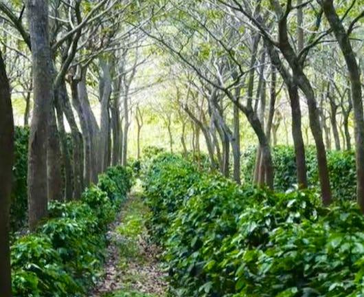 Agroforestry II: Major Systems of the World (Coursera)