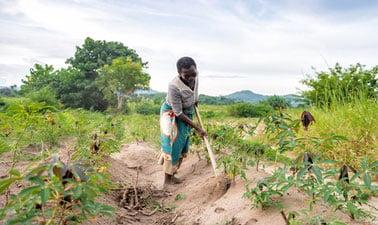 Ecosystem-based Adaptation: Working with nature to adapt to a changing climate (edX)