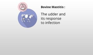 The udder and its response to infection (edX)