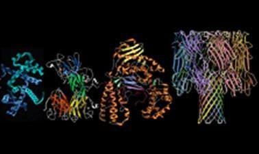 Proteins: Biology's Workforce (edX)