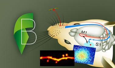 Cellular Mechanisms of Brain Function (edX)