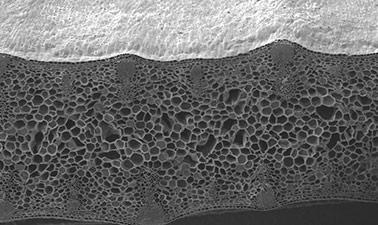 Cellular Solids Part 3: Applications in Nature (edX)