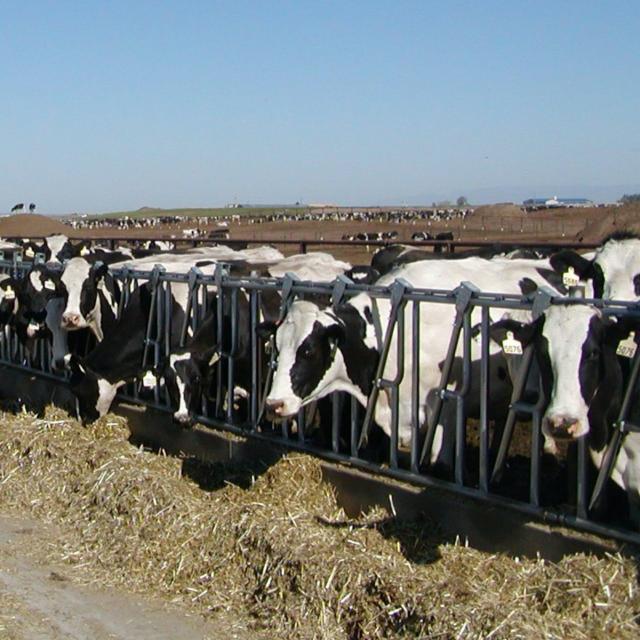 Dairy Production and Management (Coursera)