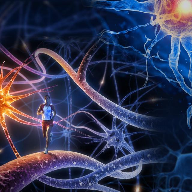 Advanced Neurobiology I (Coursera)