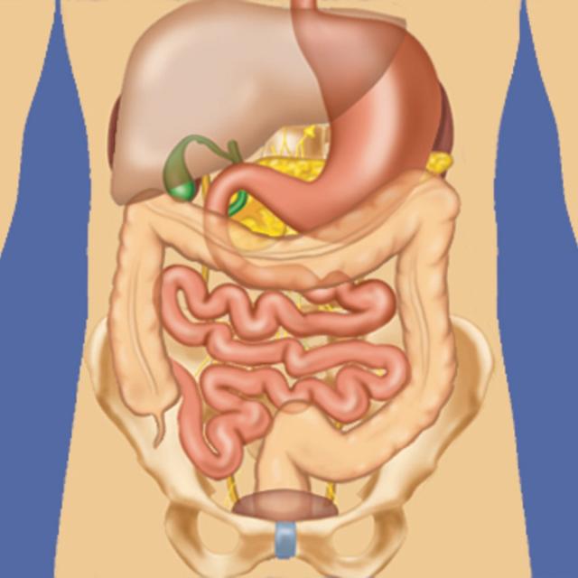 Anatomy of the Abdomen and Pelvis; a journey from basis to clinic. (Coursera)