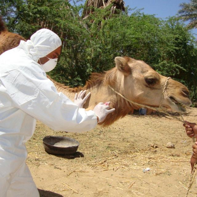 Global Health at the Human-Animal-Ecosystem Interface (Coursera)