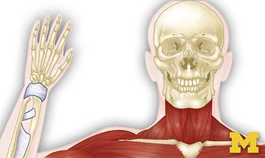 Anatomy: Musculoskeletal and Integumentary Systems (edX)