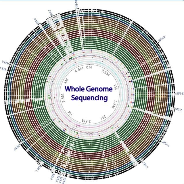 Whole genome sequencing of bacterial genomes - tools and applications (Coursera)