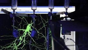 Cellular neurophysiology: how neurons communicate (FUN)