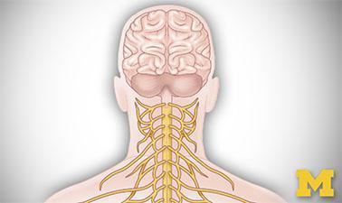 Anatomy: Human Neuroanatomy (edX)