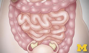 Anatomy: Gastrointestinal, Reproductive and Endocrine Systems (edX)