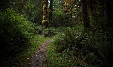 Laudato Si: On Care for Our Common Home (edX)