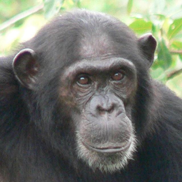 Chimpanzee Behavior and Conservation (Coursera)