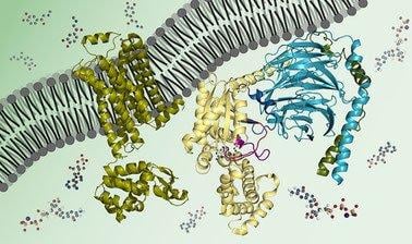 Biochemistry: Biomolecules, Methods, and Mechanisms (edX)